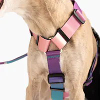 Dog or cat guard harness "Under my ombrella" Turquoise  - Master