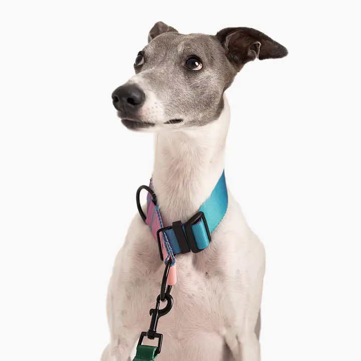 Obroża półzaciskowa dla psa lub kota "Under my ombrella" TURKUS - Master