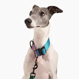 Obroża półzaciskowa dla psa lub kota "Under my ombrella" TURKUS - Master