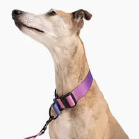 Obroża półzaciskowa dla psa lub kota "Under my ombrella" TURKUS - Master