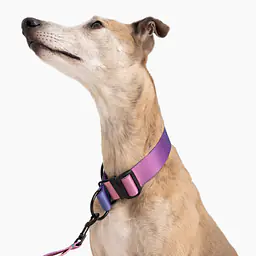 Obroża półzaciskowa dla psa lub kota "Under my ombrella" TURKUS - Master