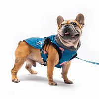 Dog jacket "Doggomaki" - Master