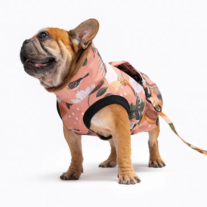 Dog jacket "Play with my nuts" - Master