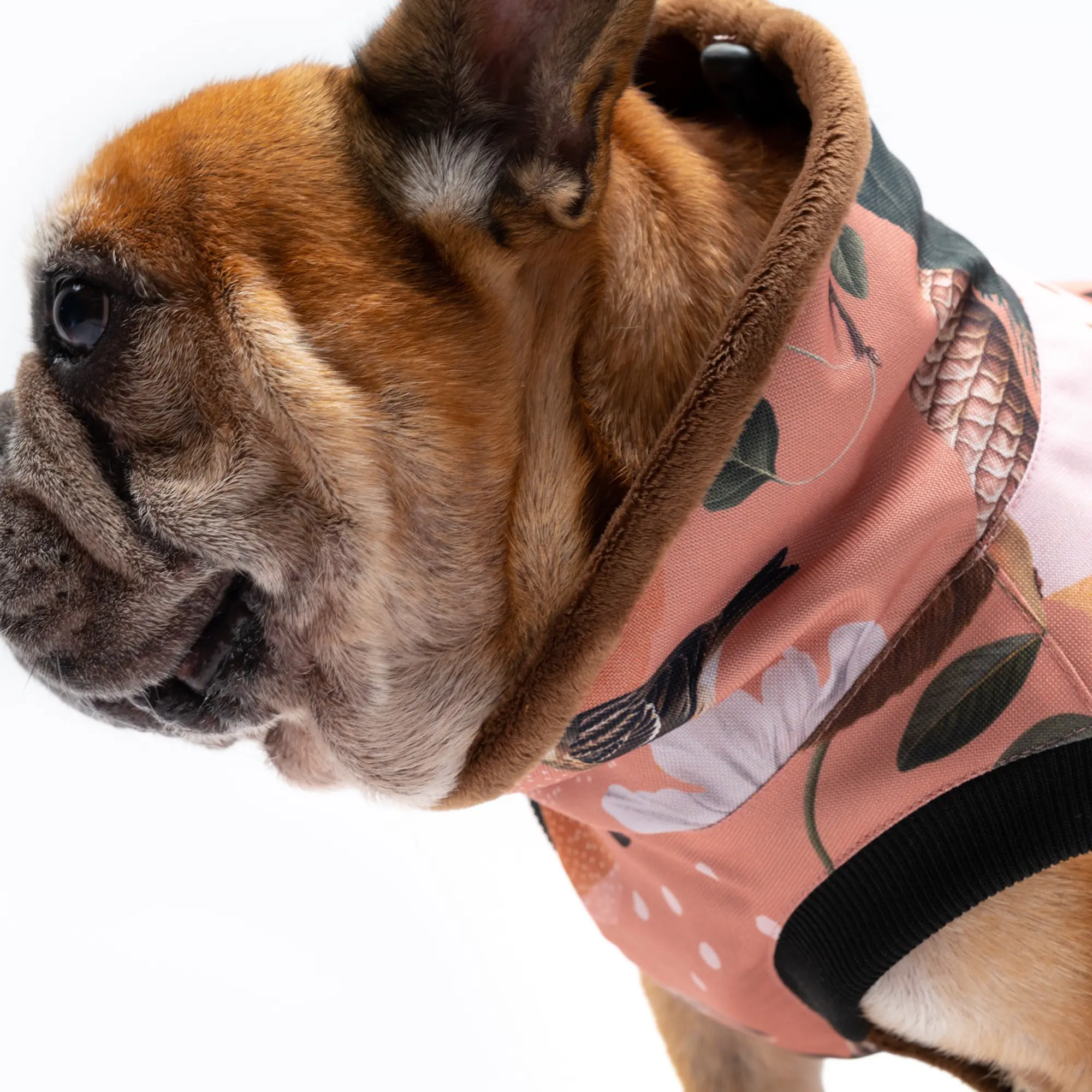 Dog jacket "Play with my nuts" - Master