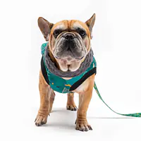 Kurtka dla psa "Psy na jawie" - Master