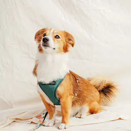 Szelki bezuciskowe dla psa lub kota "Więcej niż jedno zwierzę" - Master