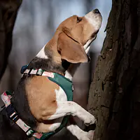 Szelki bezuciskowe dla psa lub kota "Więcej niż jedno zwierzę" - Master