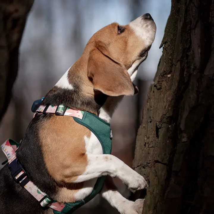 Szelki bezuciskowe dla psa lub kota "Więcej niż jedno zwierzę" - Master