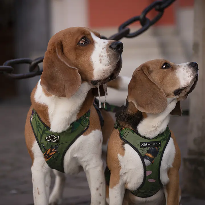 Szelki bezuciskowe dla psa lub kota "Oopsy Daisy" - Master