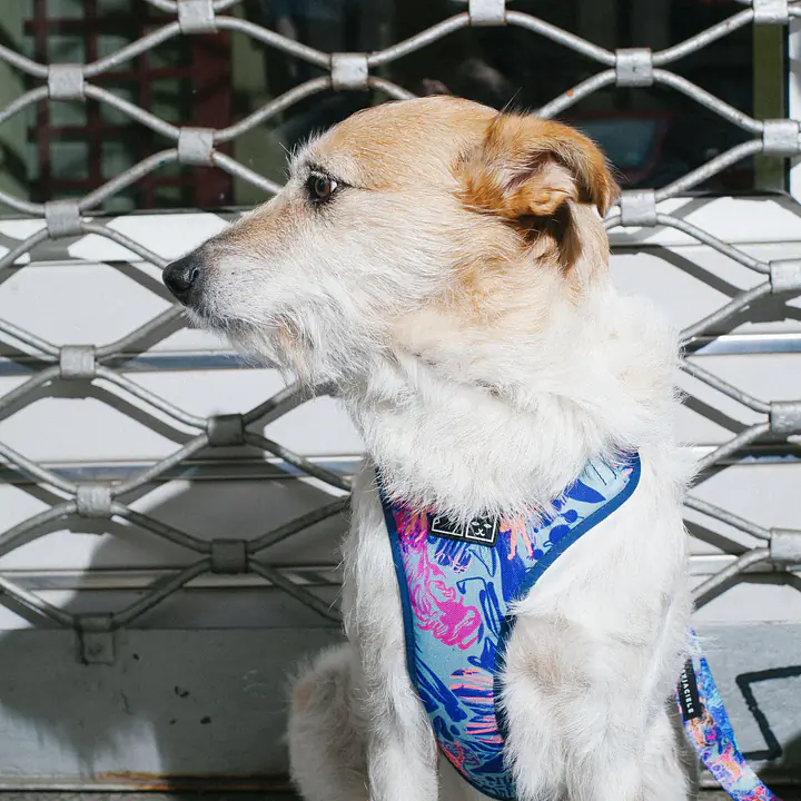 WYPRZEDAZ Szelki bezuciskowe dla psa lub kota "Psychofanka" - Master