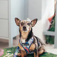 WYPRZEDAZ Szelki bezuciskowe dla psa lub kota "Psychofanka" - Master