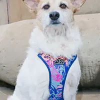 WYPRZEDAZ Szelki bezuciskowe dla psa lub kota "Psychofanka" - Master