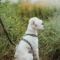 "Bug off" dog or cat harness - Master