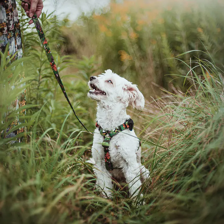 "Bug off" dog or cat harness - Master