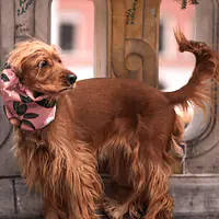 Snood dla psa  - Master