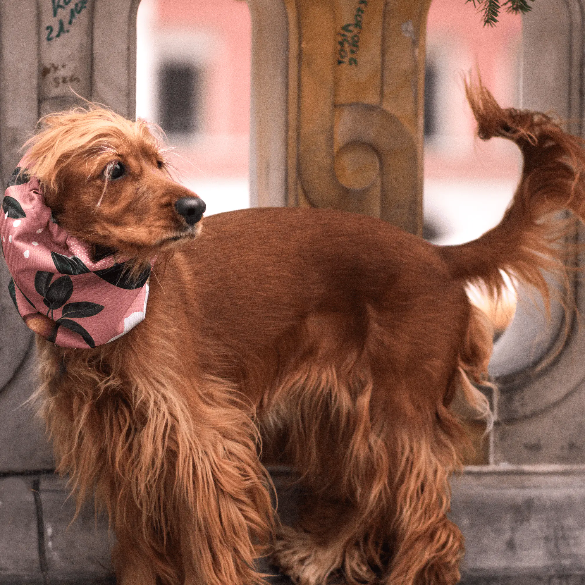 Snood dla psa  - Master