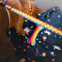 Adjustable leash "Love, Equality, Teethers"  - Master