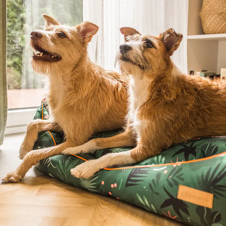 WYPRZEDAŻ Kanapa "Welcome to the jungle" - Master