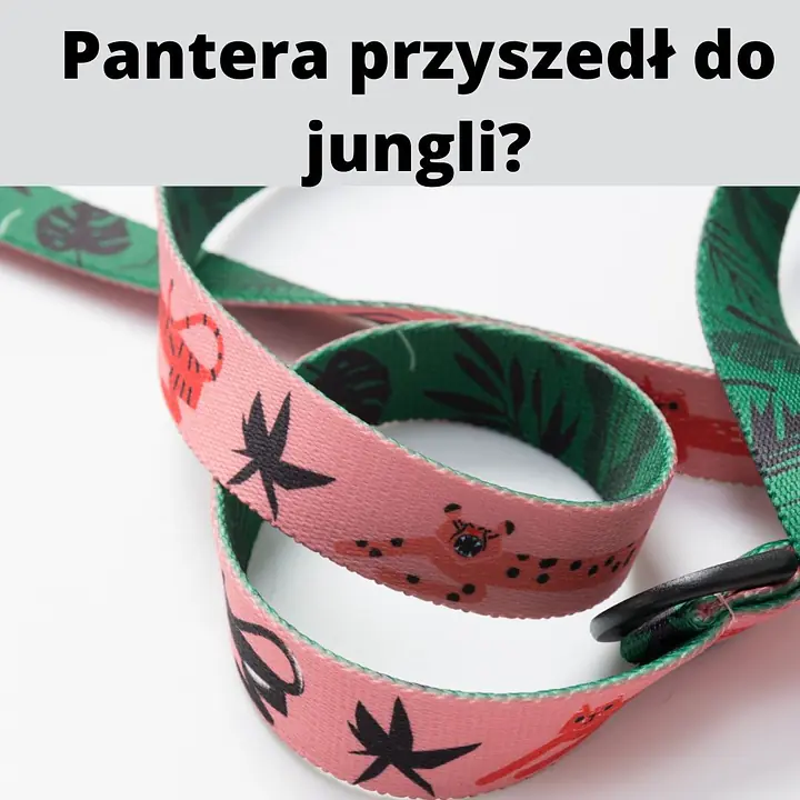 Smycz miejska dla 2 dużych i średnich psów - Master