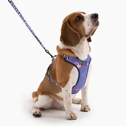 "Downward dog" pressure-free harness - Master