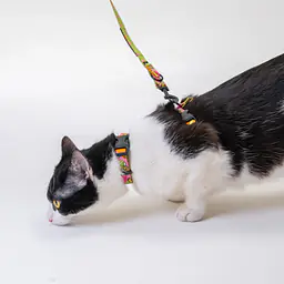 Cat harness "Beach please" - Master