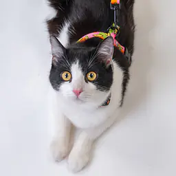 Cat harness "Eye of the tiger" - Master