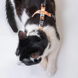 Cat harness "Eye of the tiger" - Master
