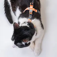COPY OF Cat harness "Doggo in sheep's clothing" - Master