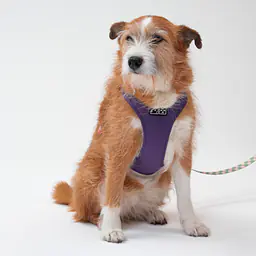 Szelki bezuciskowe dla psa lub kota "Świat zza krat taki kolorowy" FIOLET - Master