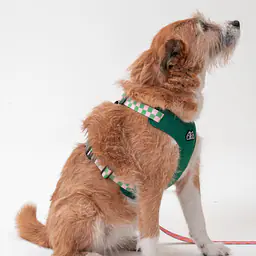 Szelki bezuciskowe dla psa lub kota "Świat zza krat taki kolorowy" ZIELEŃ - Master