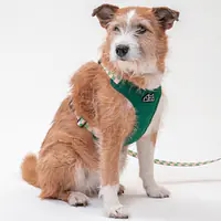 Szelki bezuciskowe dla psa lub kota "Świat zza krat taki kolorowy" ZIELEŃ - Master