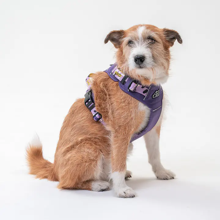 Szelki Adventure "Beach please"  - Master