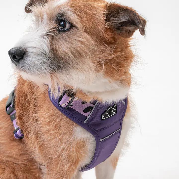 Szelki Adventure "Beach please"  - Master