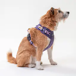 Adventure harness "Doggo in sheep's clothing" - Master