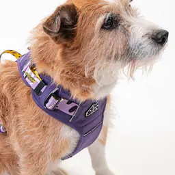 Adventure harness "Doggo in sheep's clothing" - Master