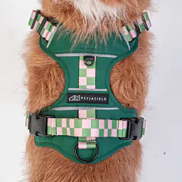 Adventure harness "Doggo in sheep's clothing" - Master