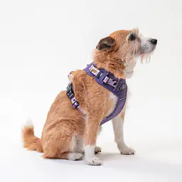 Szelki Adventure "Panterka" - Master