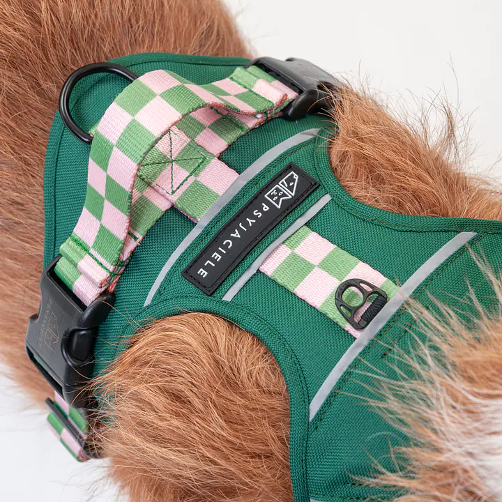 Szelki Adventure "Eye of the tiger"  - Master