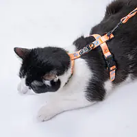 Cat harness "Oopsy Daisy" - Master