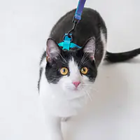 Szelki dla kota "Owoc Falliczny 2.0"  - Master