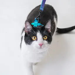 Szelki dla kota "Owoc Falliczny 2.0"  - Master