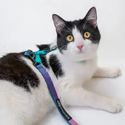 Szelki dla kota "Psikolaż" - Master