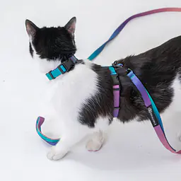 Cat harness "Check Mate" - Master