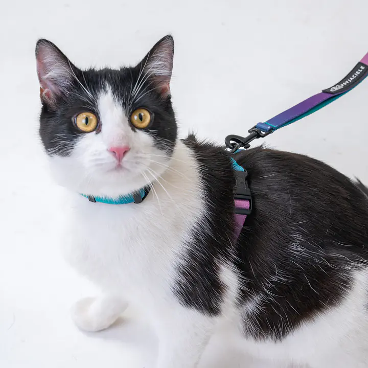 Cat harness "Play with my nuts" - Master