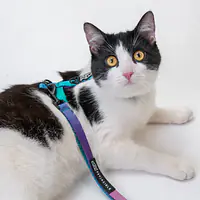 Cat harness "Play with my nuts" - Master