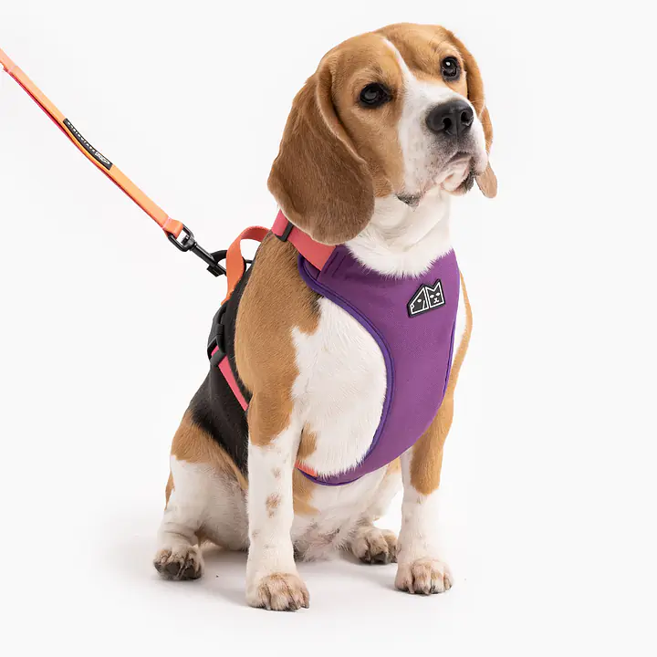 Szelki bezuciskowe dla psa lub kota "Under my ombrella" POMARAŃCZ - Master