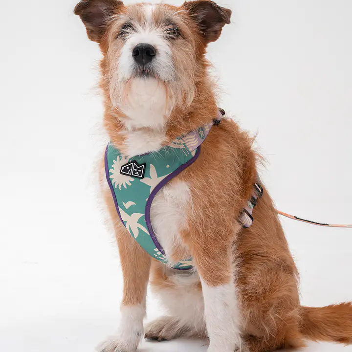 Szelki bezuciskowe dla psa lub kota "Beach Please" - Master