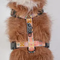 Szelki guard Stay on "Beach Please" - Master