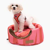 House 2in1 "Best with cream" - Master