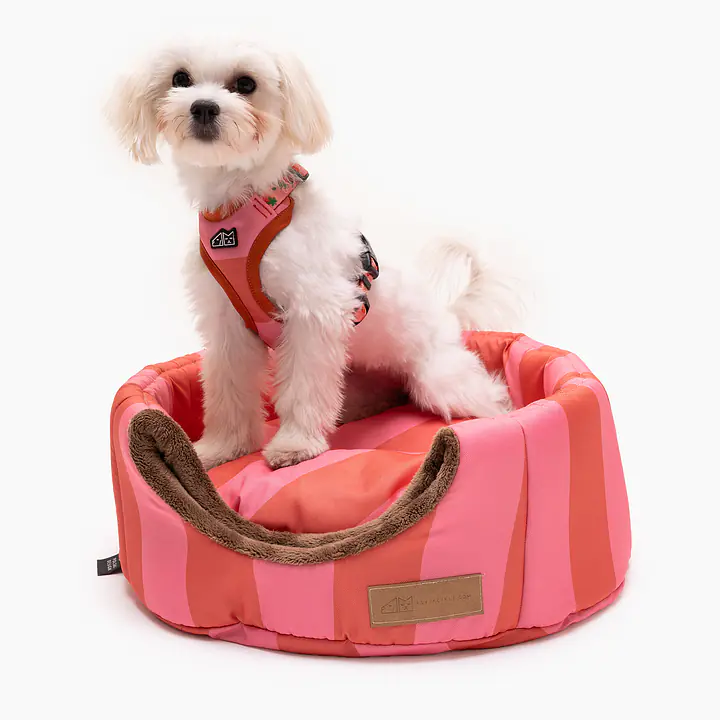 House 2in1 "Best with cream" - Master